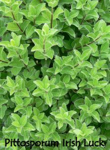 Pittosporum Irish Lucky